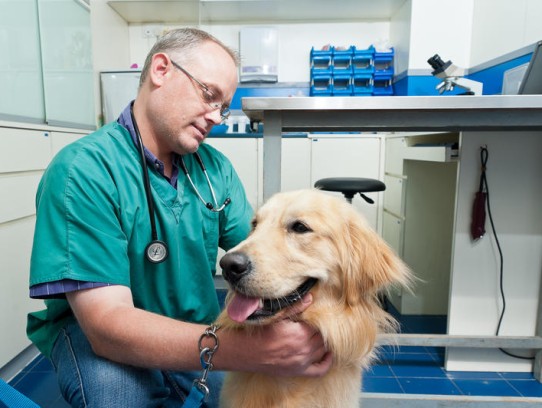  Comprehensive Pet Care Services at Banfield Pet Hospital Santa Clarita, CA: Your Trusted Partner in Pet Health